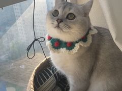 -喵zoo家庭繁育猫舍(尖东智能花园店)