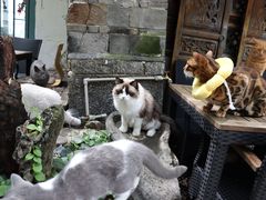 -喵屿·大理花园猫咖