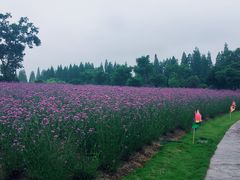 进门小路，马鞭草-歌斐颂巧克力小镇