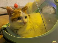 -平行世界·猫咖(首经贸店)