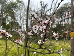 -上海吴淞炮台湾国家湿地公园