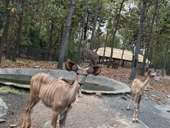 -清迈夜间动物园