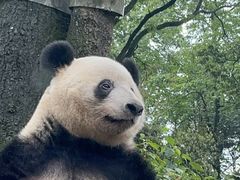 -中国大熊猫保护研究中心雅安碧峰峡基地