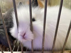 -青石桥花鸟鱼虫市场(叠翠城店)