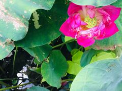 -证大大拇指广场(芳甸路店)