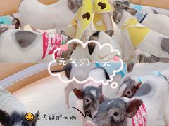 -猪盟咖啡店(玖洲道店)