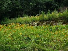 -青峰峡国家森林公园