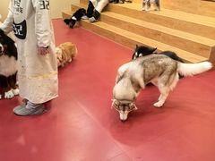 -和它·交个朋友·狗咖猫咖(爱琴海店)