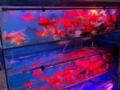 -武汉花鸟市场
