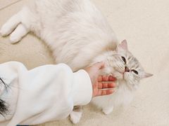 -藏猫猫咖啡主题馆(中央大道店)