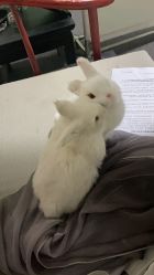 -盘子女人坊古装写真摄影(天津总店)