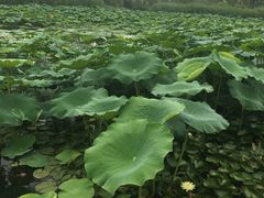 -大兴滨河森林公园