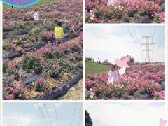 android_upload_pic-紫颐香薰山谷景区