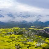 春意在田间地头慢慢铺开，万亩油菜花成片绽放