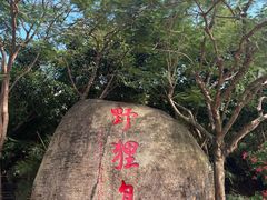 -野狸岛