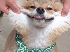 -逗柴咖啡屋·狗咖猫咖宠物桌游