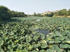 -艾溪湖湿地公园