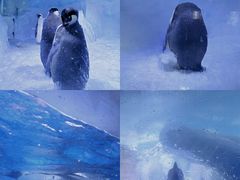 -海合安成都极地海洋公园