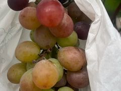 -马陆小张葡萄园农家乐