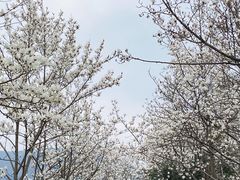 -梅花山(明孝陵内)