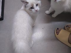 -御宝贝·A梦猫科宠物医院(国际猫友好医院)