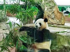 -广州动物园