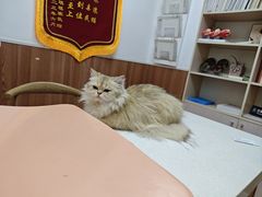 -宠福鑫动物医院·动物疾病诊疗中心(天通苑店)