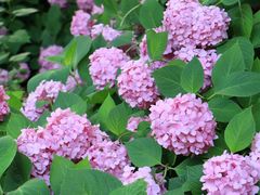 -上海滨江森林公园