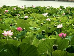 -莲花池公园