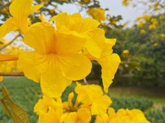 -天适樱花悠乐园