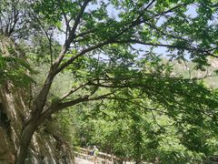 -大岭沟猕猴桃谷风景区
