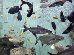 -上海动物园(地铁站)