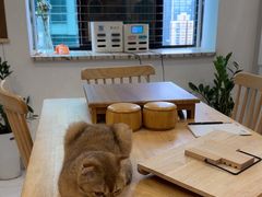 -楼上猫咖(罗湖店)