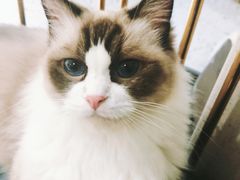 -喵喵咪呀布偶猫咖(春熙路店)