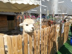 -萌宠亲子动物乐园(槐房万达店)