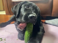 -贝康宠物医院·犬猫全科·小动物特色诊疗中心(东环路店)
