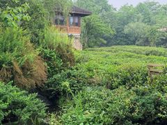 -中国茶叶博物馆(双峰馆区)
