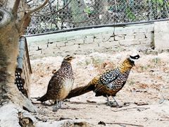 -泉州海丝野生动物世界