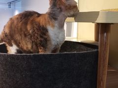 -Meowの猫咖(万家丽店)