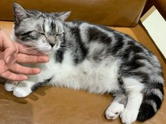 -藏猫猫咖啡主题馆(中央大道店)