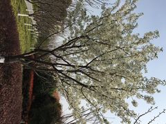 高东镇樱花园-高东镇樱花园