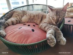 -Cappucimeow猫咪咖啡馆(韦伯时代店)