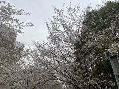 -高东镇樱花园