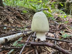 -五营红松林海景区