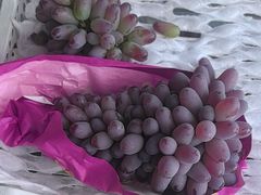 -马陆小张葡萄园农家乐