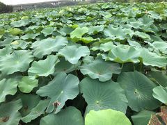 -荷塘月色湿地公园·向阳花洲