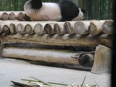 -杭州野生动物世界