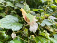 -西岭雪山大飞水景区
