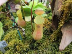 -上海辰山植物园