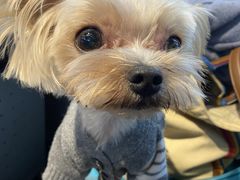 -爱宠屋pet shop·宠物洗澡·宠物美容